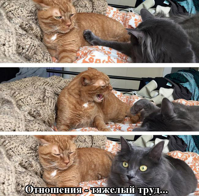 Отношение к тем кто ест кошек Отношение к тем кто ест кошек